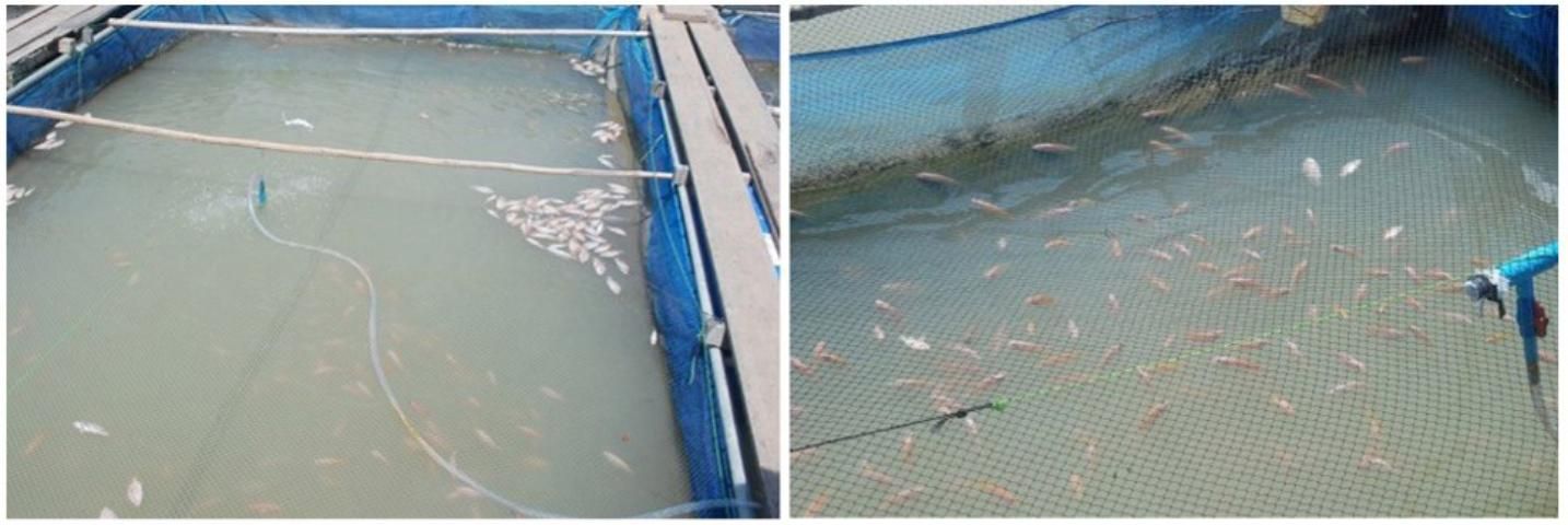 Figure 3. An outbreak of TiLV infection with high morbidity and mortality in red hybrid tilapia in cage culture in Thailand in 2015. Tilapia are shown floating dead or swimming at the water surface.