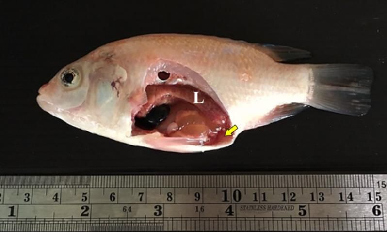 Figure 5. TiLV-infected red tilapia displaying excessive fluid in the coelomic cavity (arrow) and a pale liver (L).