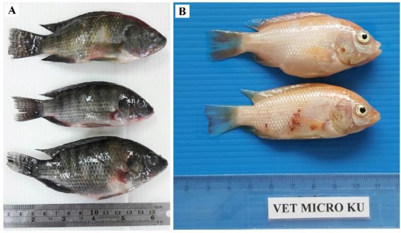 Figure 4. A) Nile tilapia (Oreochromis niloticus) infected with TiLV have opacity of the eyes and skin erosions. B) Red tilapia infected with TiLV in experimental challenge have coelomic distention, hemorrhages in the skin, and bulging eyes.