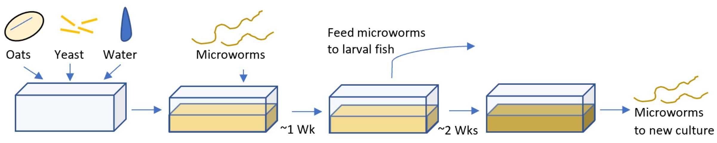 Figure 2. Schematic of a microworm culture cycle.
