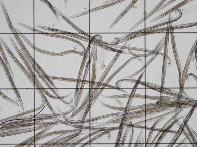 Figure 1. Microscopic image of adult microworms on a 1 mm grid. Under the microscope, their white, unsegmented, elongated bodies can be easily seen in constant motion.