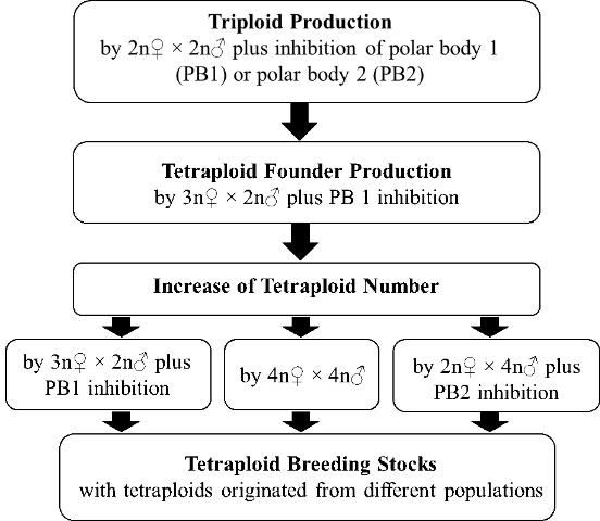 Figure 2. Flow chart for establishment of oyster tetraploid breeding stocks.