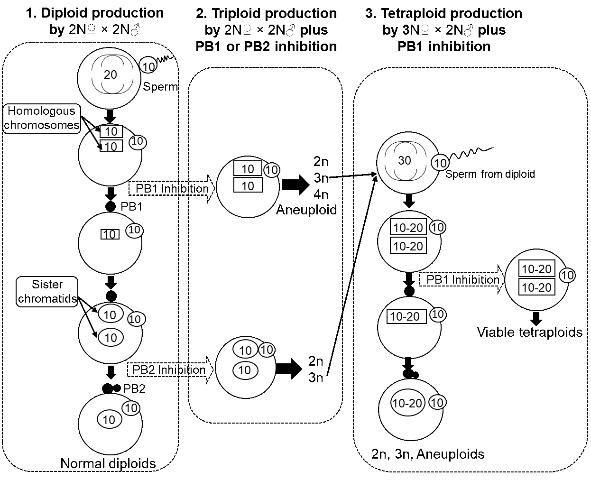 Figure 1. Schematic diagrams of meiosis in oysters: 1) Diploid production from normal 2N? × 2N?; 2) Triploid production by 2N? × 2N? plus polar body 1 (PB1) or PB2 inhibition, and 3) Tetraploid induction by 3N? × 2N? plus PB1 inhibition.