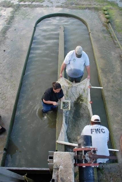 Figure 4. Workers at the Florida Bass Conservation Center collecting fish for stocking research.