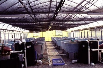 Figure 2. Large commercial growout system at ORA.