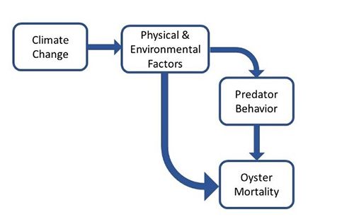 Figure 3. As climate change alters environmental conditions, oyster mortality will be affected via two pathways: directly through physiological responses and indirectly through changes to predator behavior.
