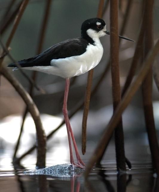 Figure 26. Black-necked stilt. One of the rare aquatic bird species counted on only three different lakes during the LAKEWATCH aquatic bird surveys.