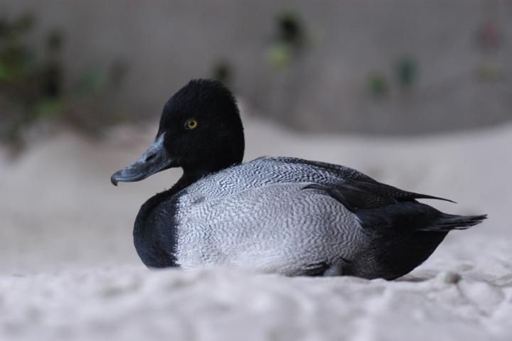 Figure 6. Waterfowl. Ring-necked duck.