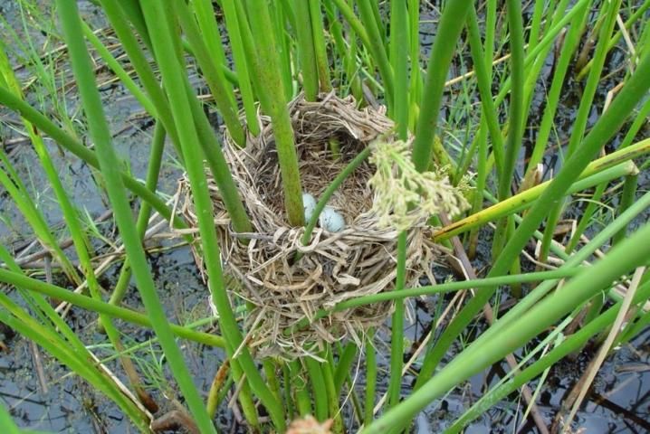 Figure 15. Emergent vegetation provides a nesting site for red-winged blackbird on Lake Tohopekaliga in Florida.