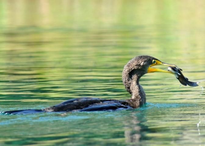 Figure 18. Double-crested cormorant.