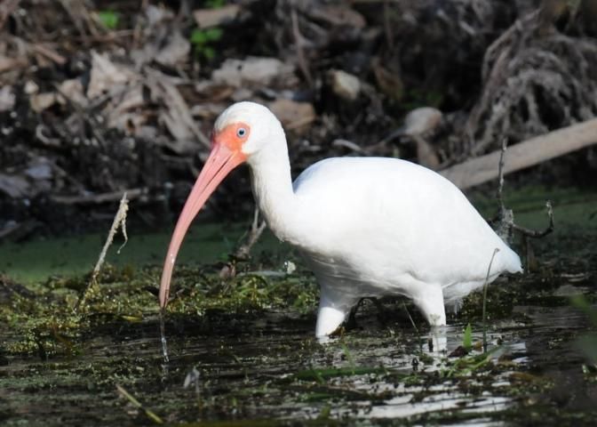 Figure 10. Shorebirds. White ibis.