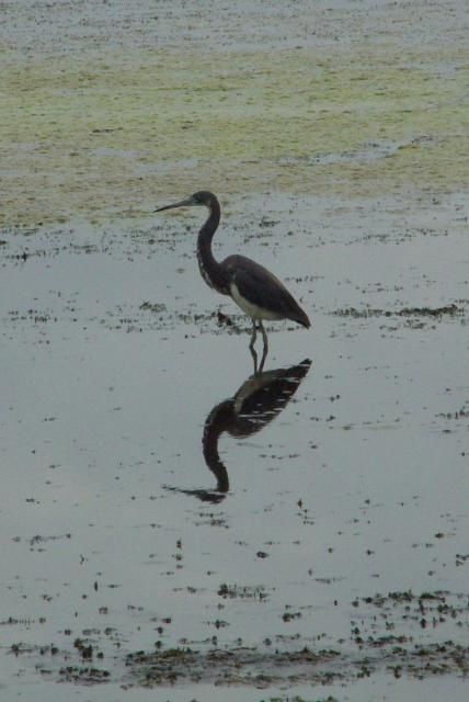 Figure 17. Tricolored heron foraging while wading on top of matted hydrilla.