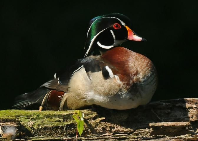 Figure 4. Wood duck.