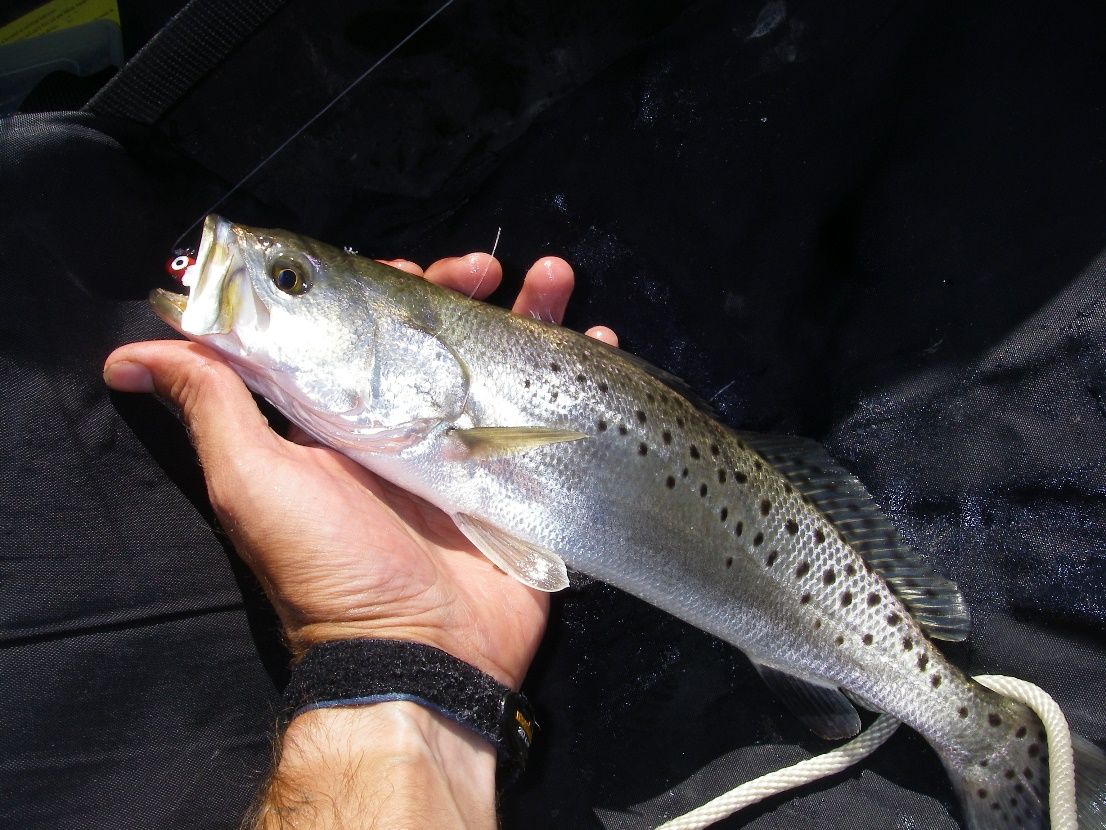 A spotted seatrout, subject of a recent Florida stock assessment. 
