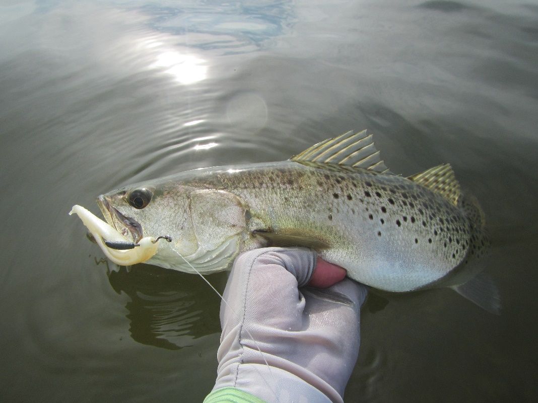 The sustainability of Florida’s recreational fisheries, like that of the spotted seatrout, is largely determined by stock-recruitment relationships. 