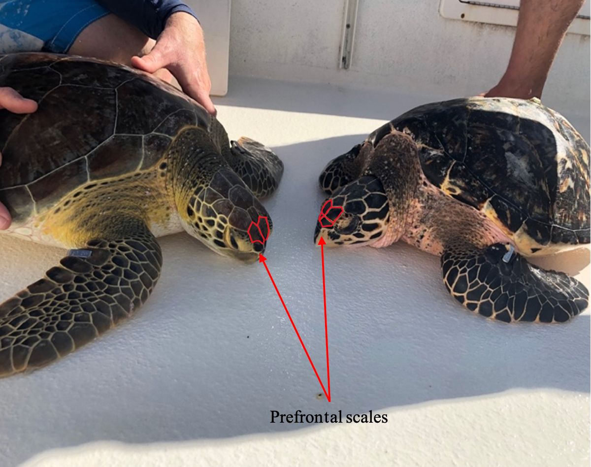 Green turtle (left) and hawksbill turtle (right). Green turtle: one pair of prefrontal scales; hawksbill turtle: two pairs of prefrontal scales.
