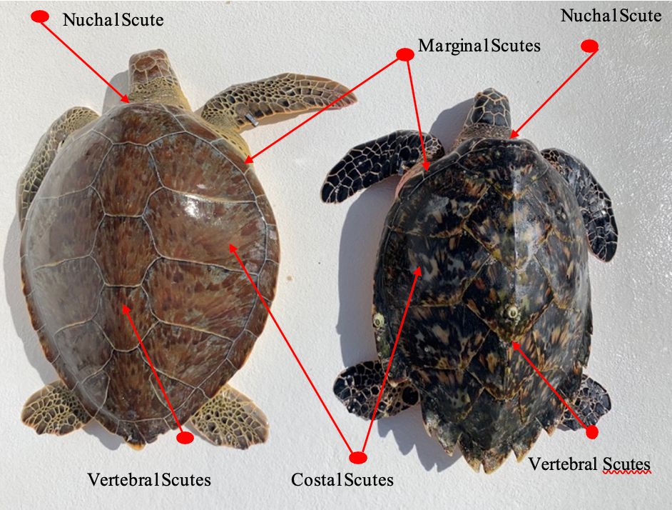Green turtle (left) and hawksbill turtle (right). Costal, marginal and vertebral scutes listed.