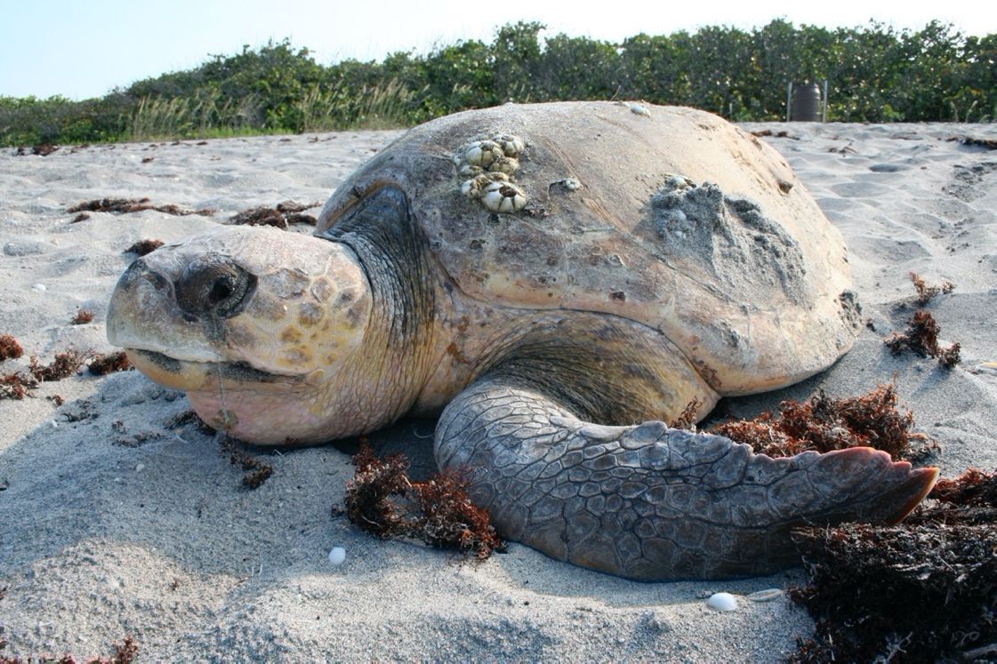 Loggerhead sea turtle.