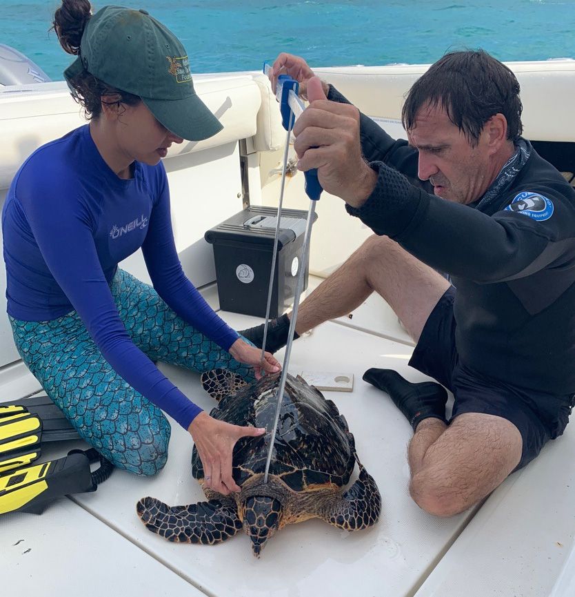 Biologists from National Save the Sea Turtle Foundation collecting the straight carapace length of a hawksbill sea turtle. 