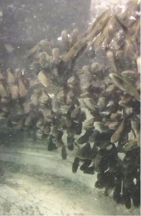 Shoal of arapaima fingerlings in tanks exhibiting collective feeding. 