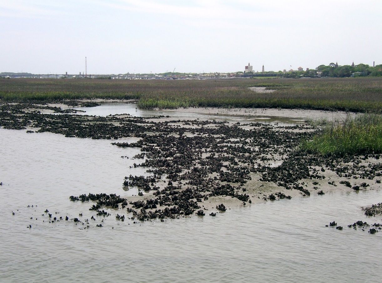 A classic estuarine “nursery” habitat includes multiple types of structured habitat, such as oysters and salt marsh, as well as shallow water. All these are commonly thought to affect the survival of fish during recruitment. 