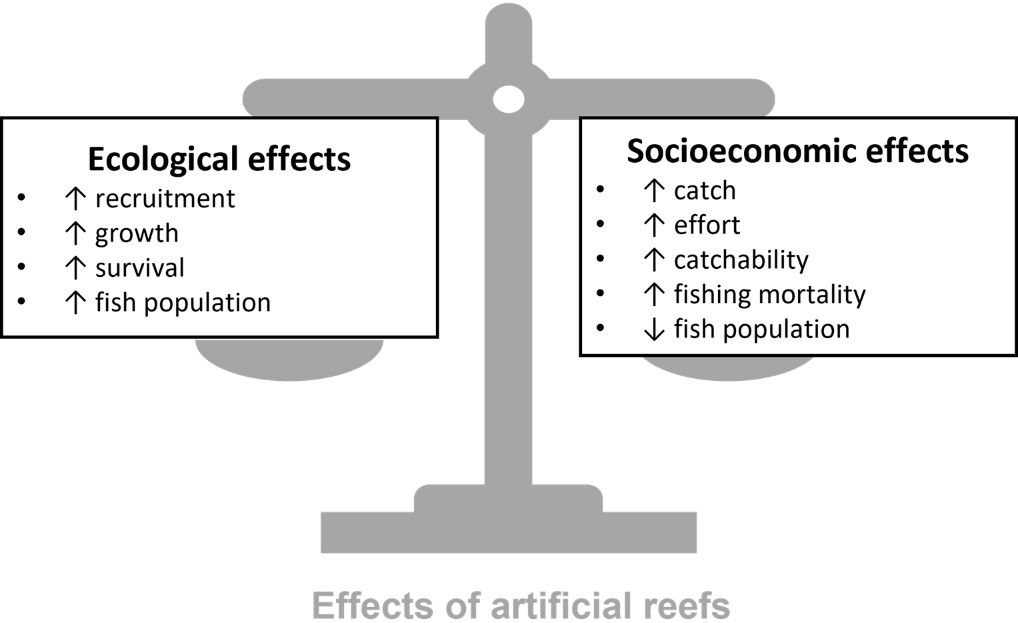 The “balance” describes how artificial reefs influence fish populations and ultimately fisheries. The net effects of the fishery will depend on whether any ecological effects leading to fish population increases are outweighed by increases in socioeconomic effects leading to fish population decreases. The total impacts on fish populations can be positive or negative depending on which side causes the greater impact. For example, if catch, effort, catchability, and fishing mortality exceed the positive impacts on the population size, then the fish population will decrease eventually. These changes in fish populations then cascade through the fishery.