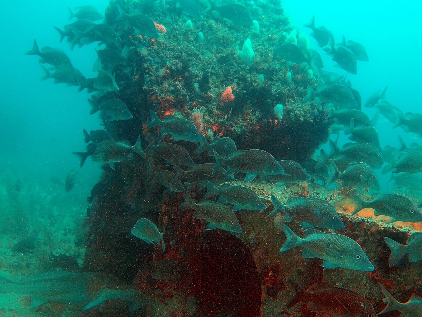 Example of fish around a pre-fabricated concrete artificial reef structure. 
