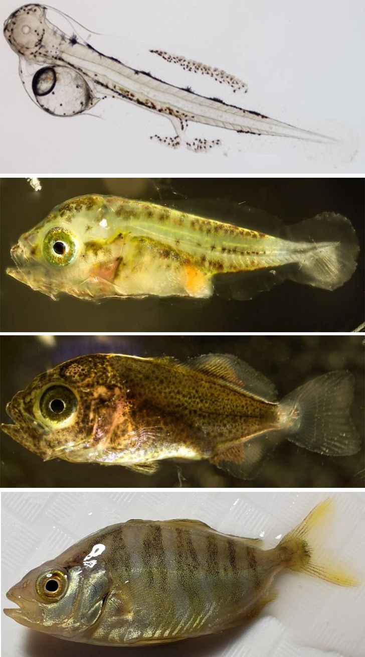 Almaco jack development: Top 2 DPH larvae; second, 10 DPH larvae; third, 15 DPH larvae; bottom, 40 DPH. 