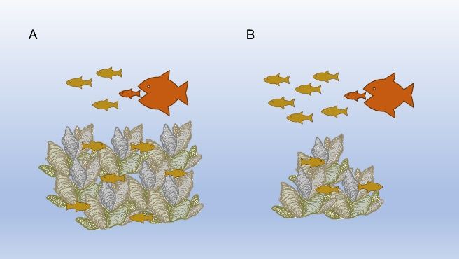 A simple illustration of density dependent competitive processes. In panel A, the availability of more oyster reef shelter means six of the 10 small fish have shelter. In panel B, less shelter means only three of the 10 small fish have shelter, and the rest are exposed to predation. 