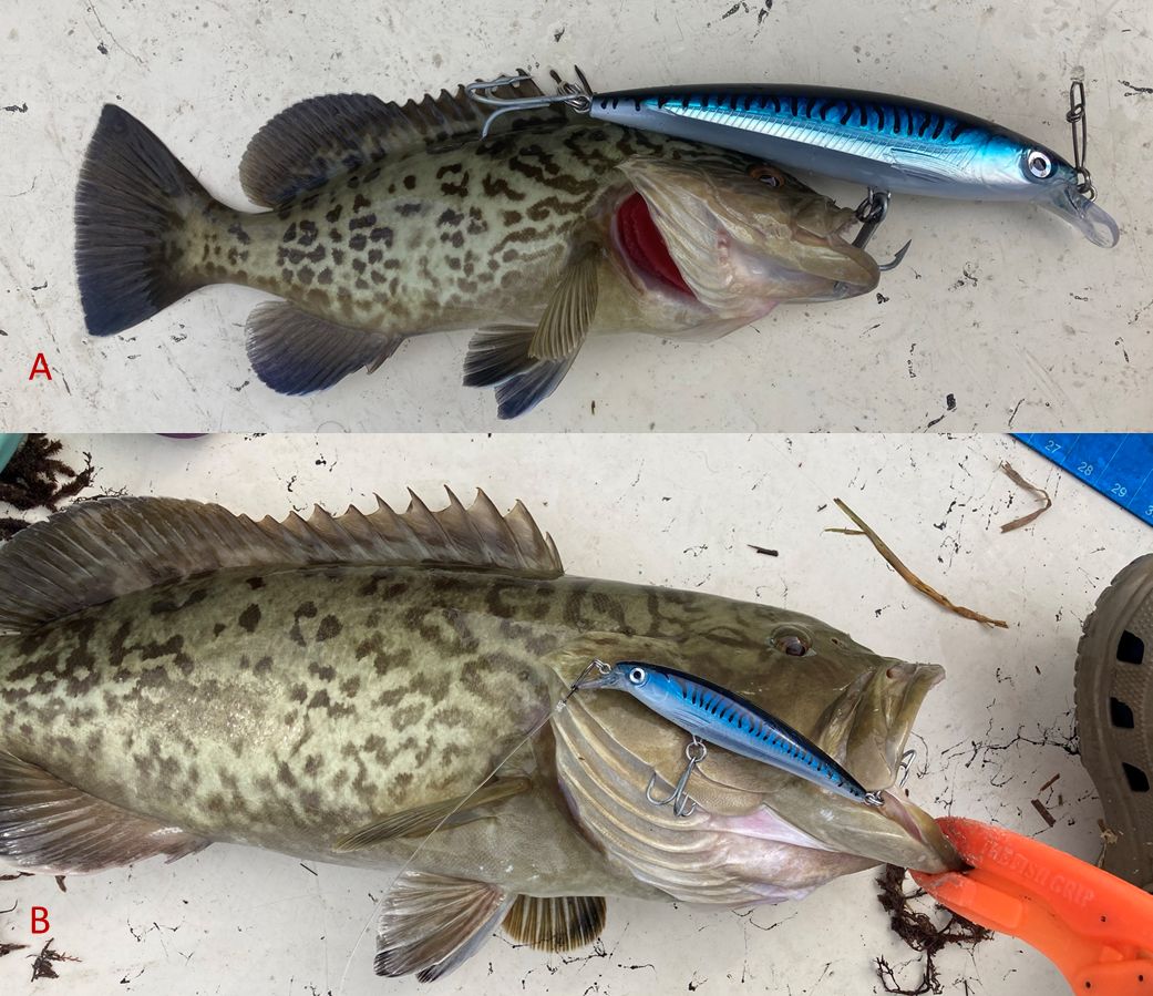 Despite being used to target larger fish, like the “legal sized” gag in panel B, the exact same lure may also hook much smaller gag that a far too small to keep (panel A). 