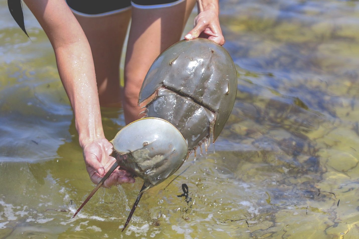 A pair of horseshoe crabs. They are protected by a hard, brown exoskeleton. Their tail is non-venomous and is used to flip themselves right side up. A pair of compound eyes is embedded into the hard carapace. Additional photoreceptors are present along the length of the tail and carapace.