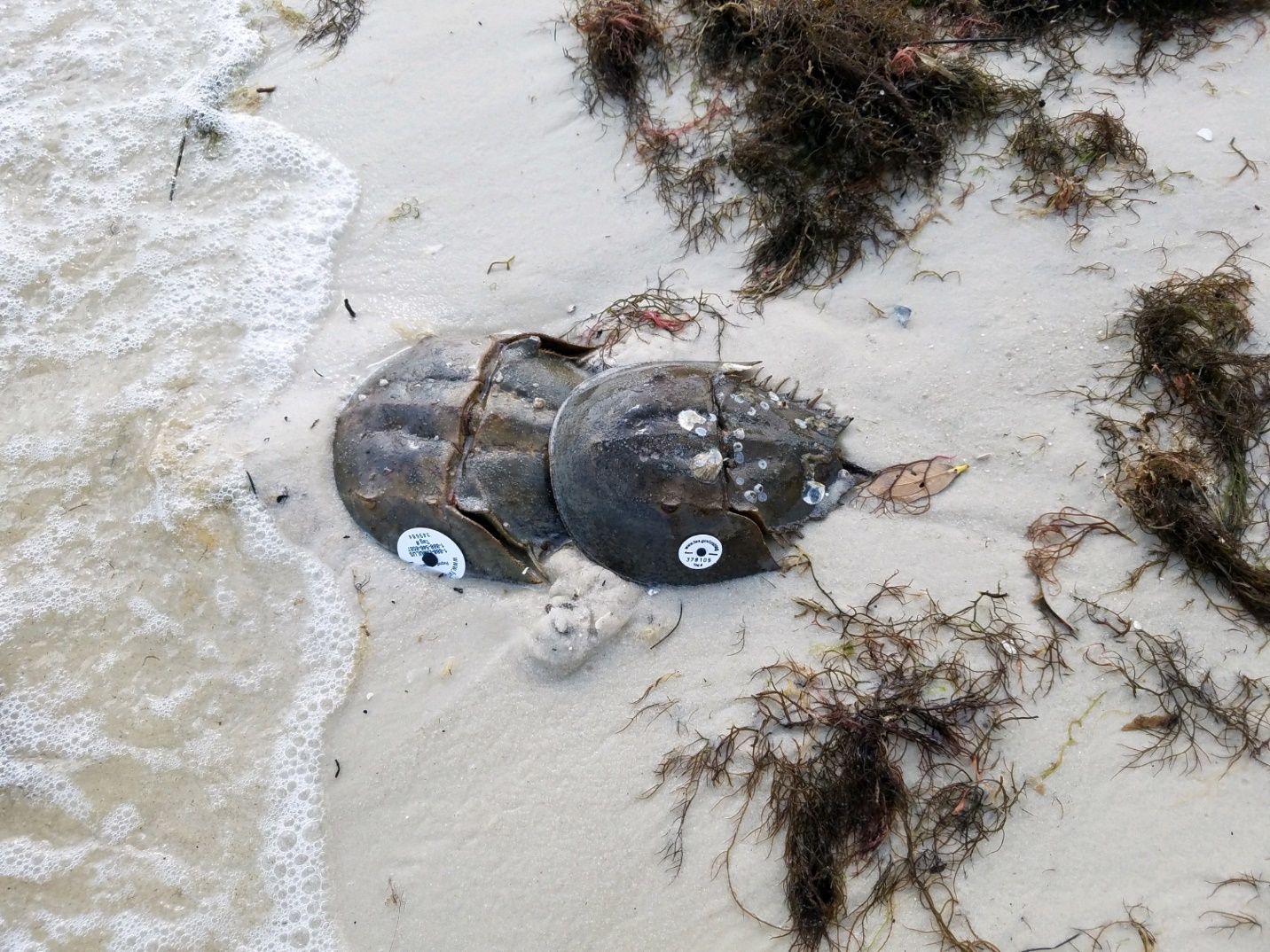 A pair of horseshoe crabs nesting on a beach in Florida during high tide. The male uses its modified claws to attach to the female's shell. Crabs pictured are tagged as part of the Florida Horseshoe Crab Watch tracking program. 