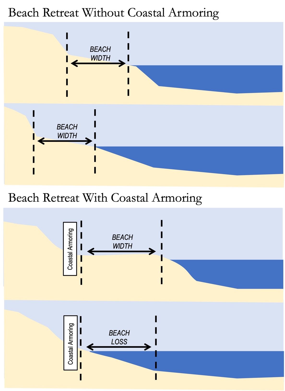 Diagram showing how coastal armoring stops the natural cycle of beach migration and over time will lead to loss of beach.   