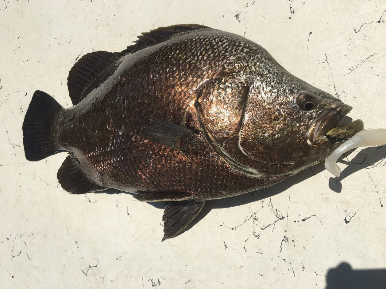 Tripletail is a sought-after marine species for which the harvest regulations recently changed. This change could be expected to have indirect effects on the effort targeting tripletail. 
