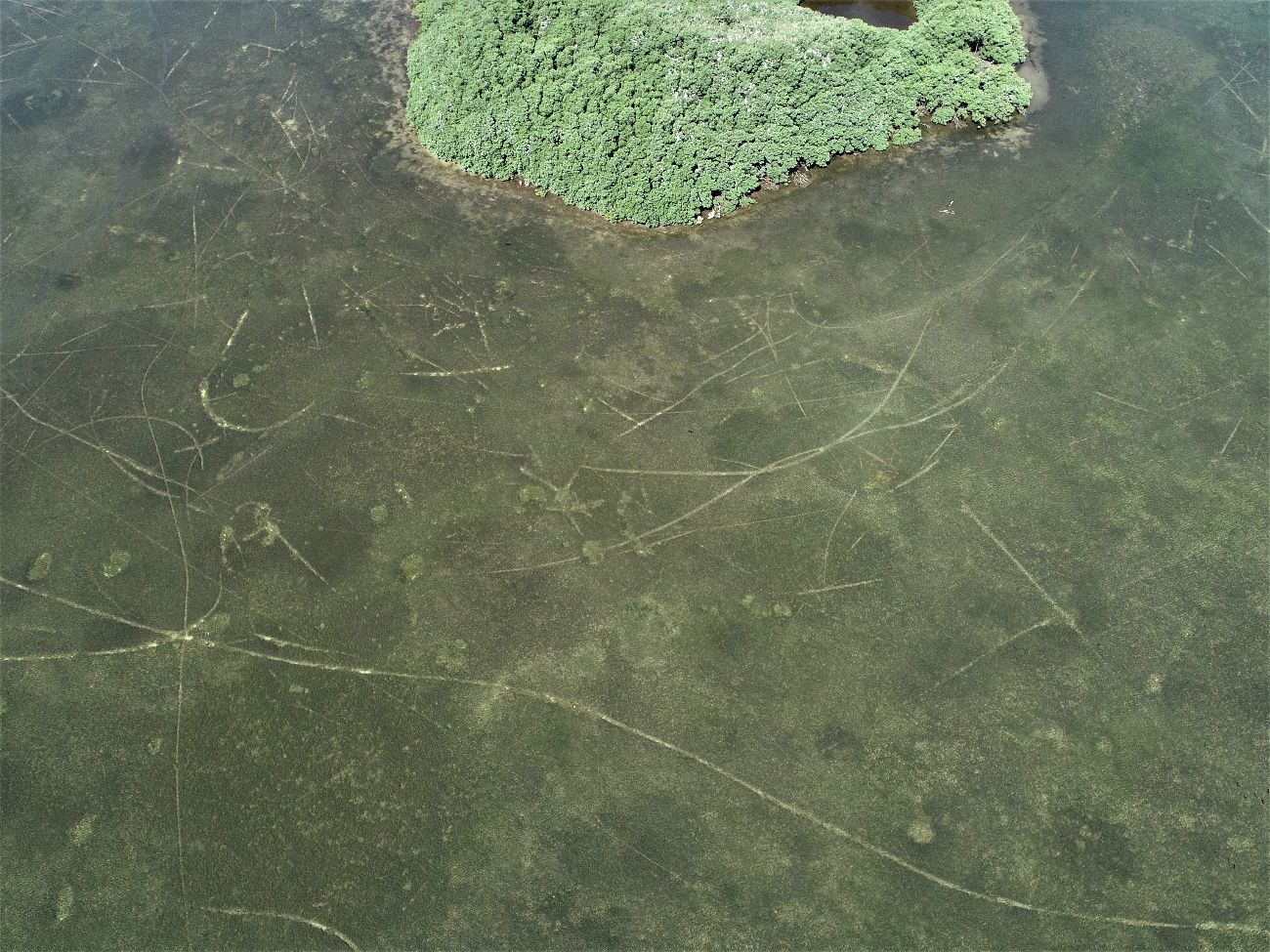Prop scars that damage the sea grass are visible as lighter lines off of an island popular with recreational anglers in the SMMAP. 