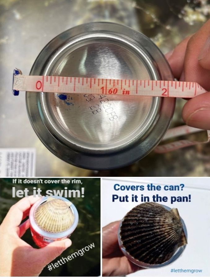 The bottom of a beverage can be used to measure bay scallops. 