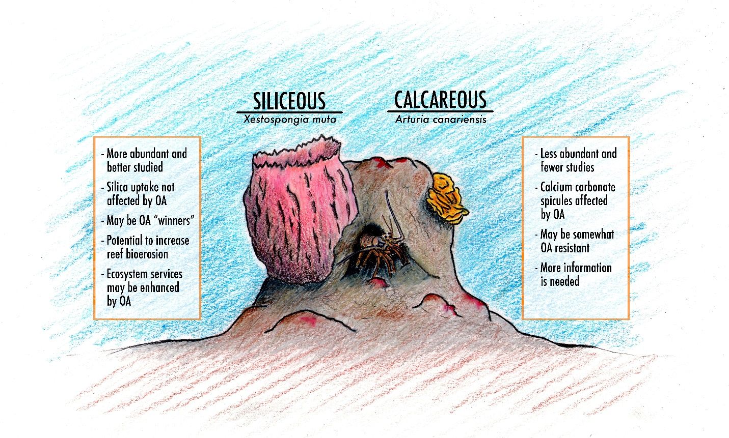 General comparison of potential OA effects upon siliceous sponges, for example, the giant barrel sponge, Xestospongia muta; and calcareous sponges, for example, the yellow calcareous sponge, Arturia canariensis. 
