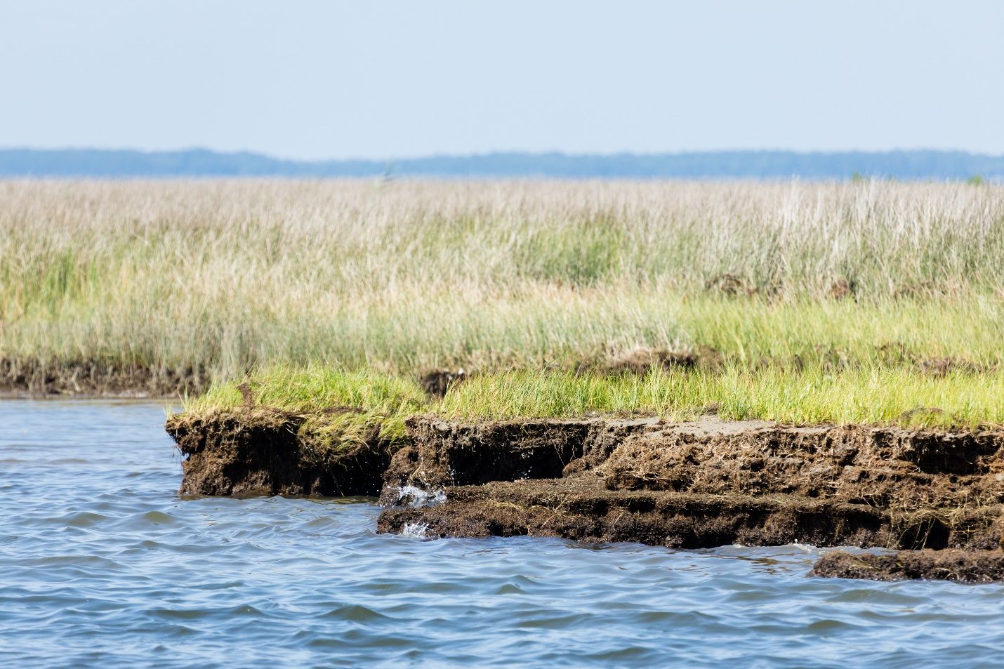 This photo shows a salt marsh shoreline composed of bright green grasses next to a body of water. In the foreground, water is lapping at the base of the shoreline, which shows soil and plant roots that have been exposed by erosion.