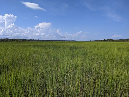 Healthy cordgrass-dominated salt marsh platform in South Ponte Vedra, Florida. 