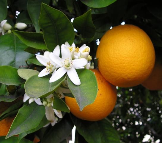 Figure 1. Oranges.