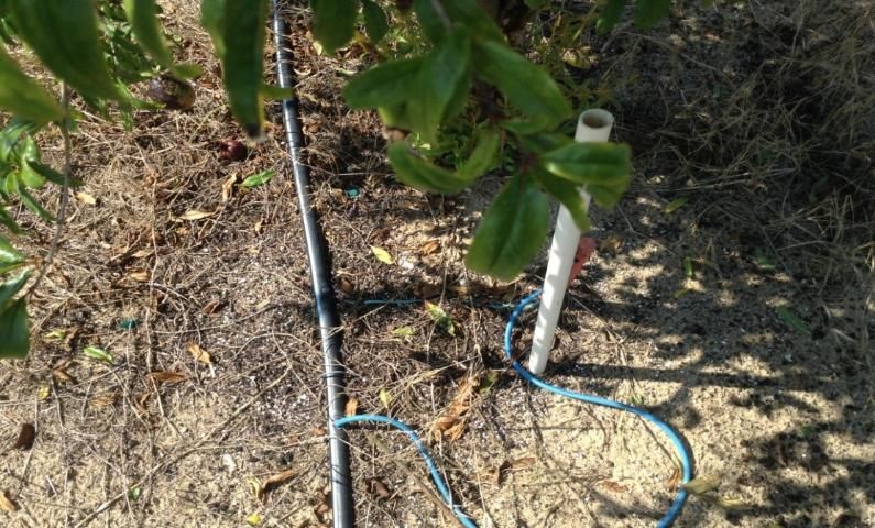 Figure 2. Microsprinkler irrigation