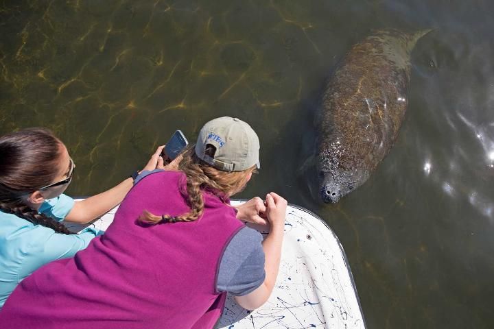 Figure 1. Native to Florida, manatees (also known as sea cows) flock to springs during cold winters to the excitement of many springs visitors.