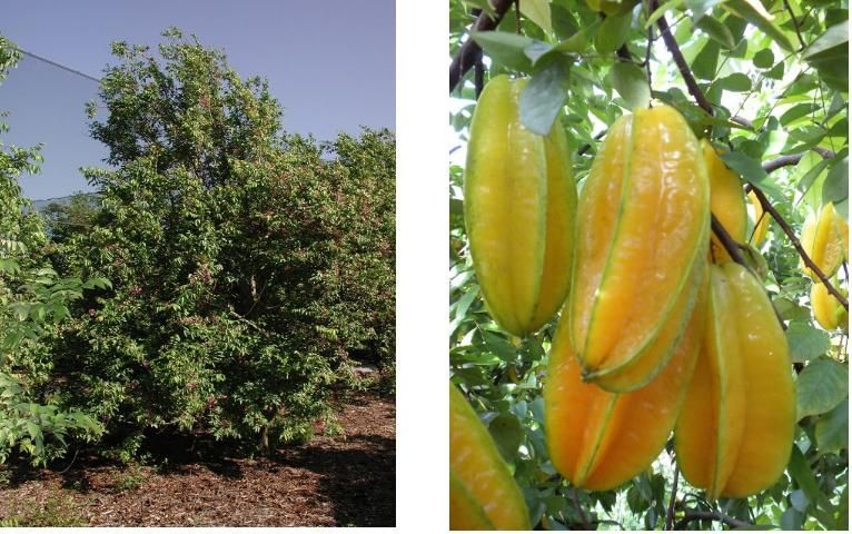 Figure 1. 'Arkin' carambola tree in flower and 'Kary' carambola fruit.