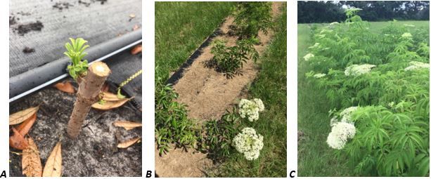 Figure 2. A: Elderberry hardwood cutting, B: Elderberry from cuttings at 4 months, C: Elderberry from cuttings at 14 months in ground.