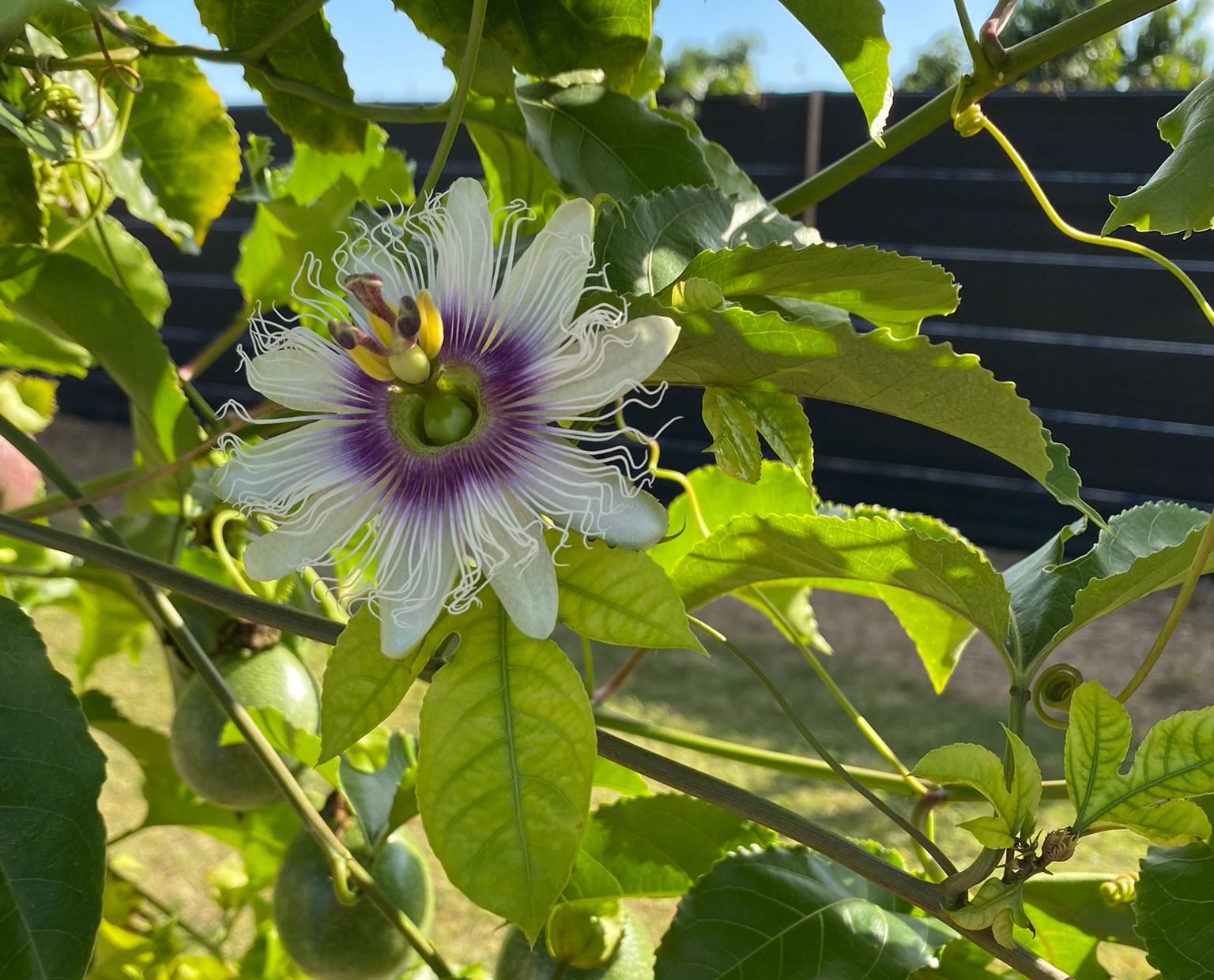 FE1129/FE1129: Cost Estimates of Producing Purple Passion Fruit in South  Florida