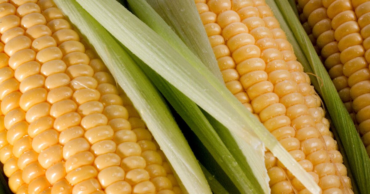 Close-up of corn on the cob

Description automatically generated