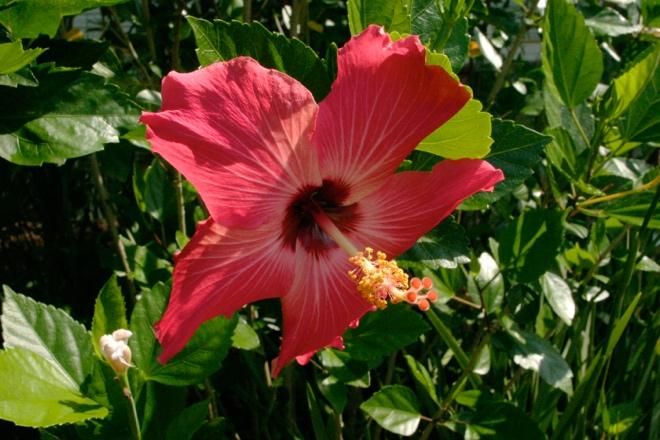 A pink flower with green leaves

Description automatically generated with low confidence