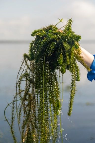 Hydrilla verticillate.