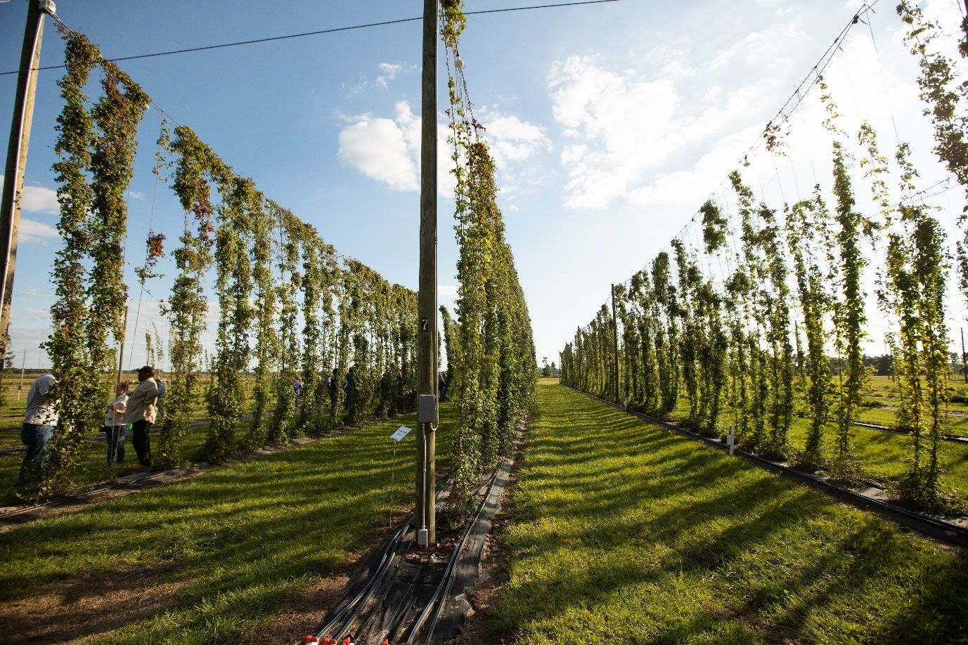 The photo was taken in the afternoon. Tall poles in the foreground hold up three long, horizontal wires or ropes that stretch away from the camera. Twine descends vertically from the wires, providing the hops bines with structure to climb. The hop bines themselves are green and leafy, growing vertically in columns from the ground in rows.