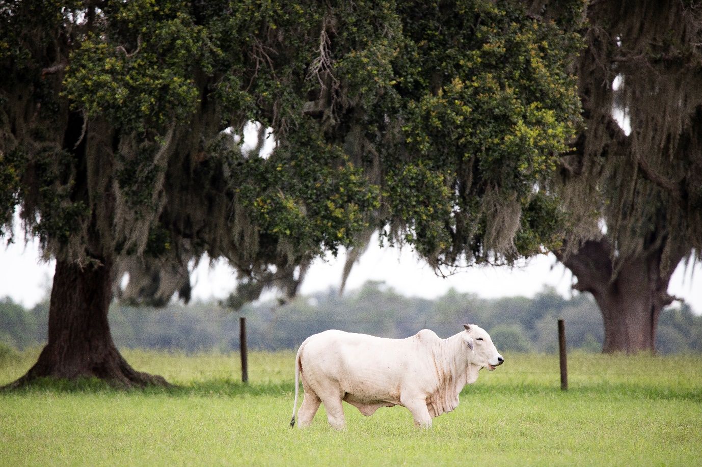 A cream-colored Brahman cow stands near a live oak draped in Spanish moss. A barbed wire fence and another moss-covered live oak are visible in the near background, as well as a line of trees in the distance. The sky is overcast.